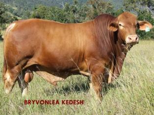 Bryvonlea Kedesh